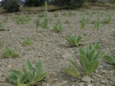 Image of Great Mullein