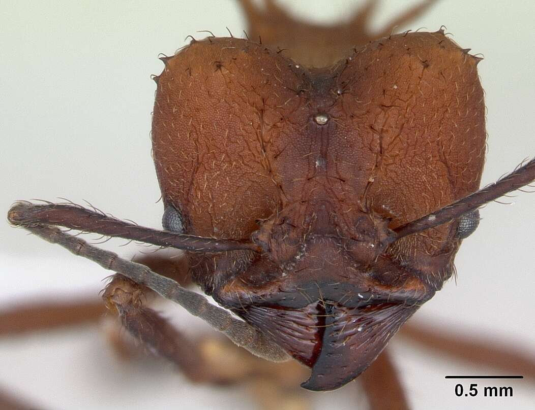 Image of Acromyrmex heyeri (Forel 1899)