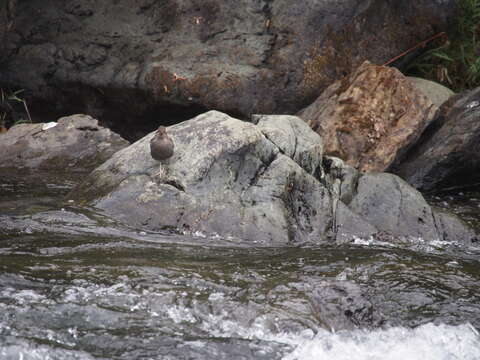 Image of American Dipper