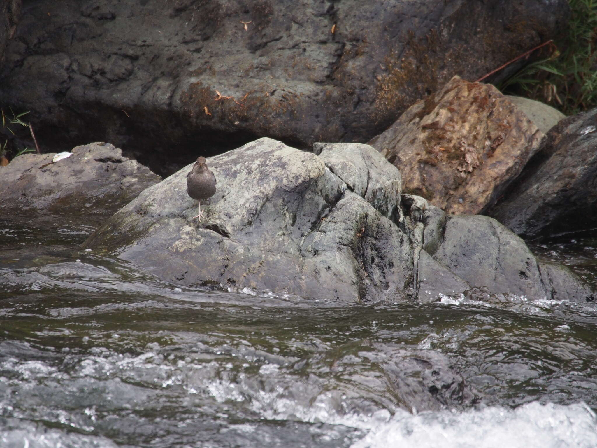 Image of American Dipper