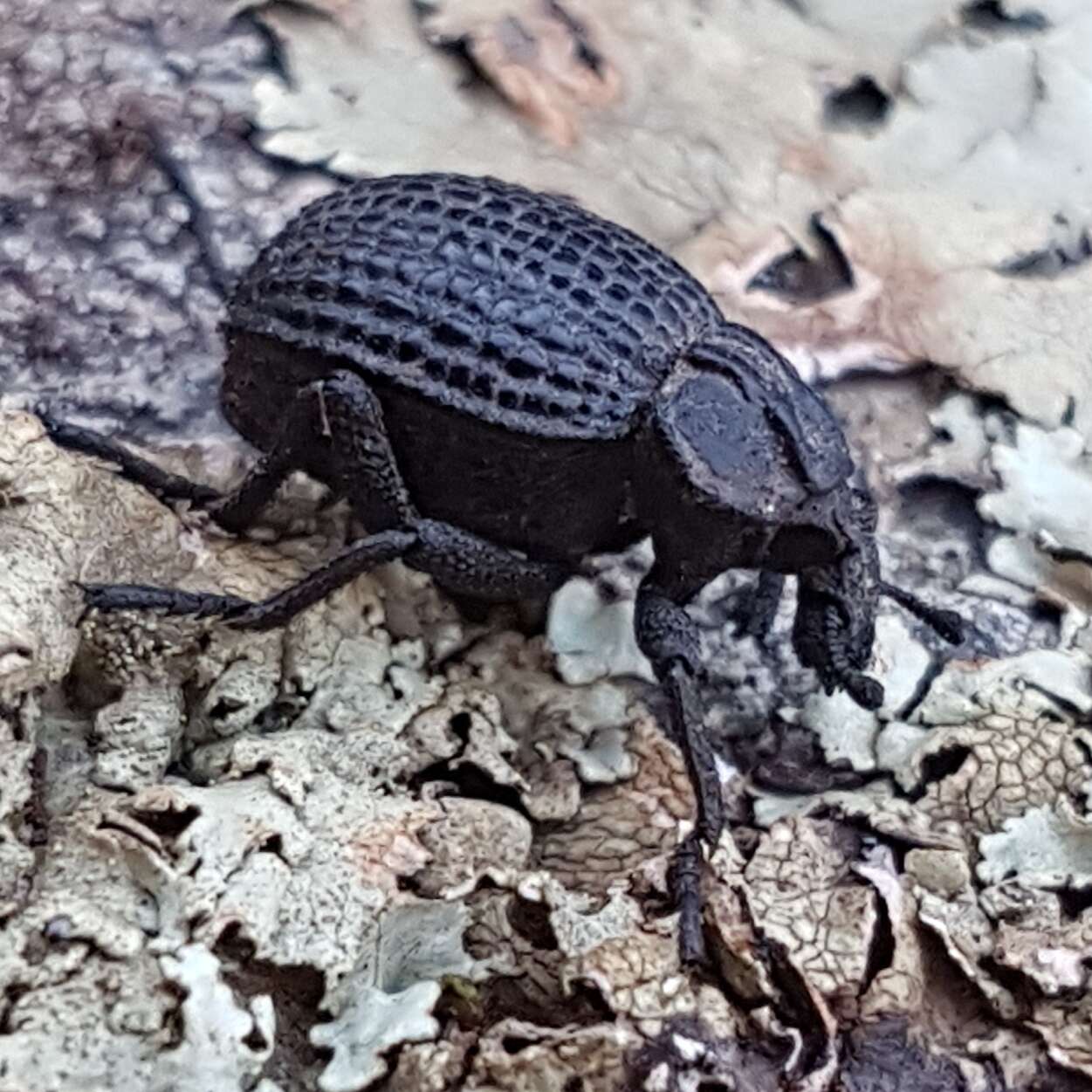 Plancia ëd Brachycerus rotundicollis Escalera 1919