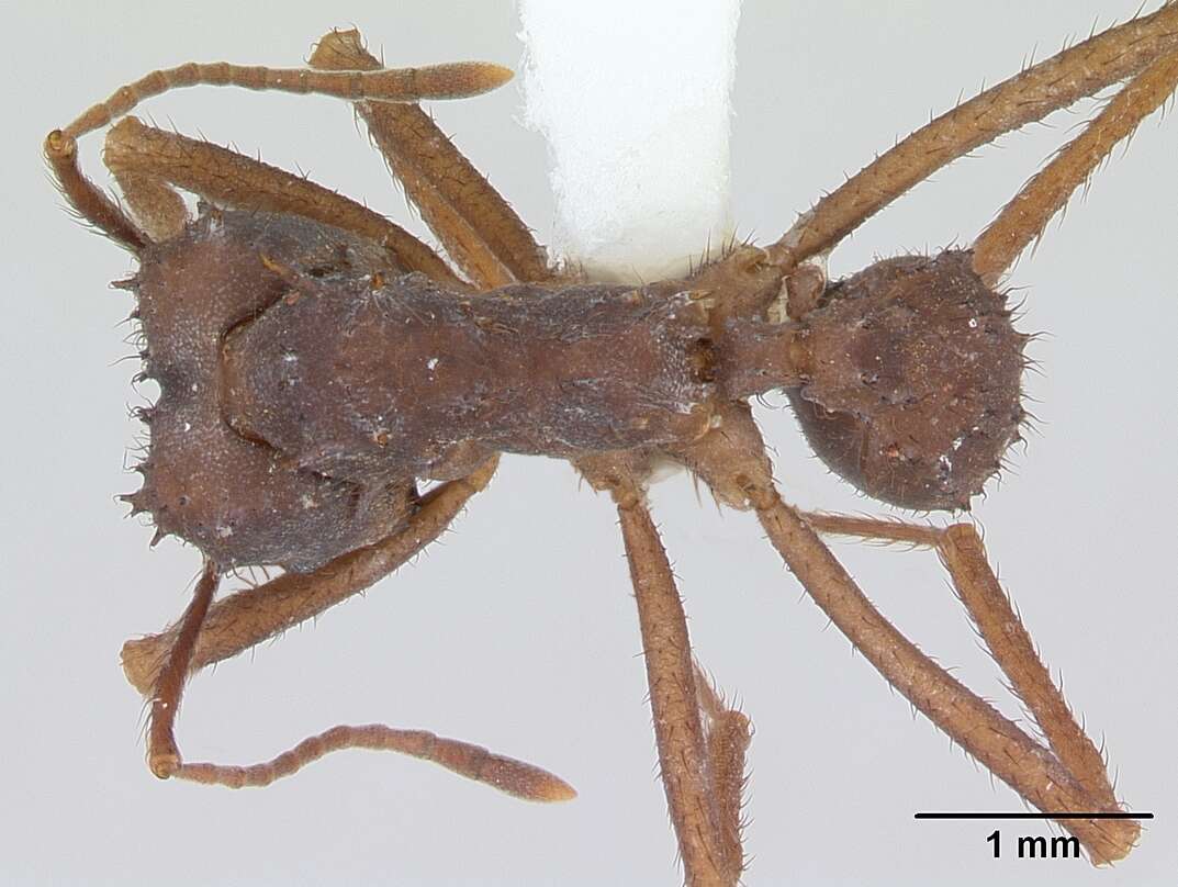 Imagem de Acromyrmex subterraneus (Forel 1893)