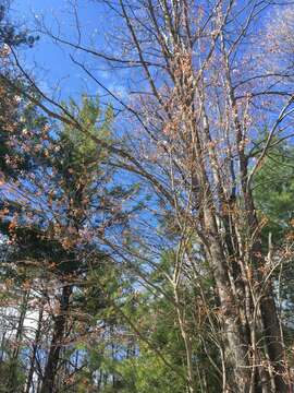 Image of Allegheny Serviceberry