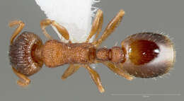 Image of Temnothorax rugatulus