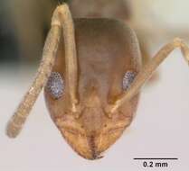 Image of Doleromyrma