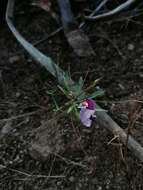 Sivun <i>Ipomoea <i>ternifolia</i></i> var. ternifolia kuva