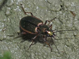 Image of Agonum (Agonum) marginatum (Linnaeus 1758)