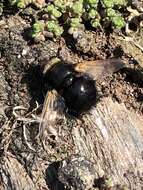 Image de Tachina grossa (Linnaeus 1758)