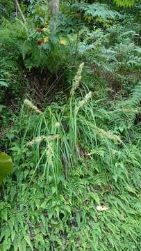 Imagem de Carex cruciata Wahlenb.