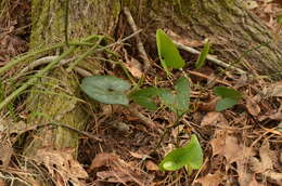 Image de Hexastylis arifolia var. callifolia (Small) H. L. Blomq.