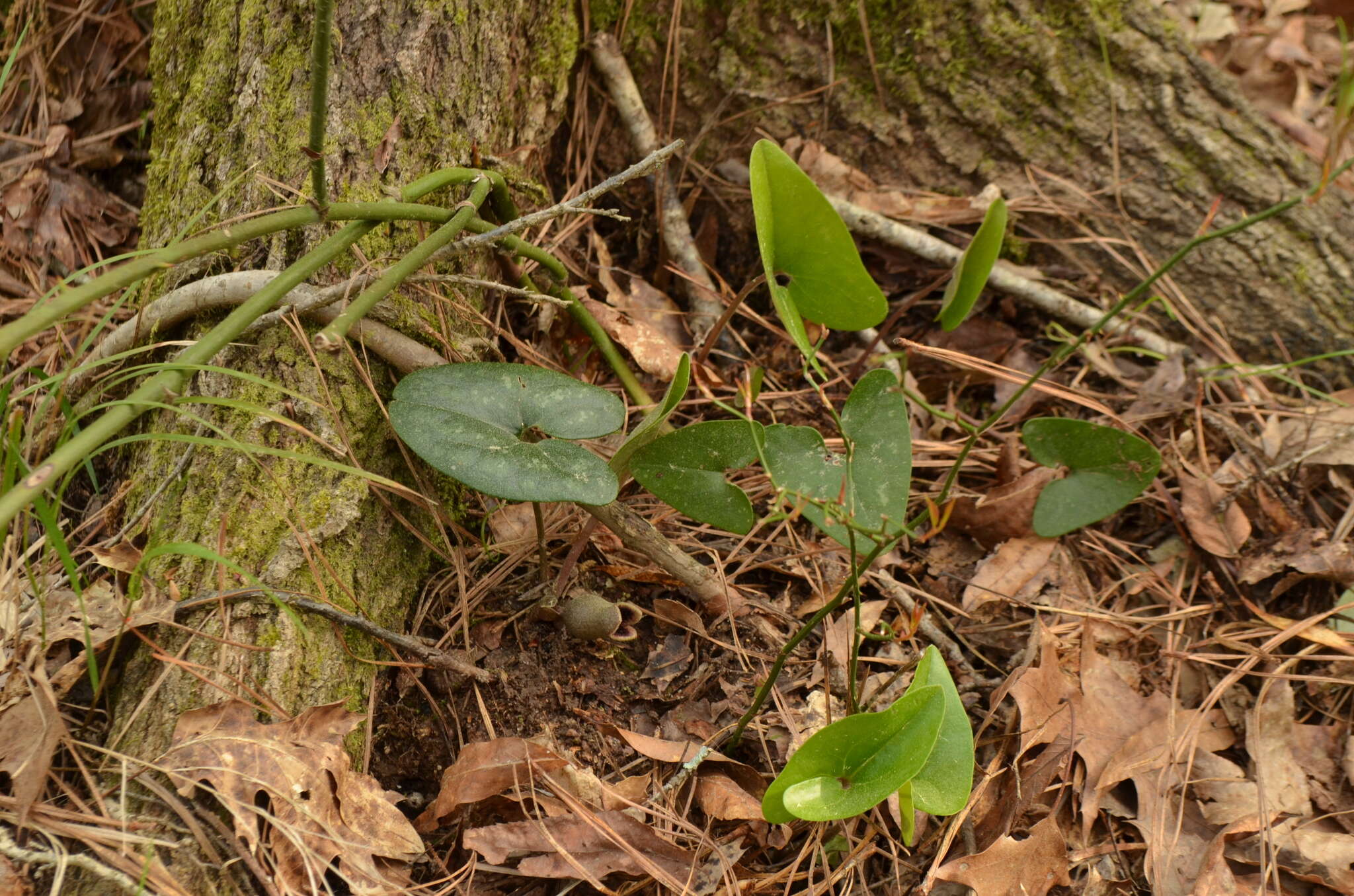 Image de Hexastylis arifolia var. callifolia (Small) H. L. Blomq.