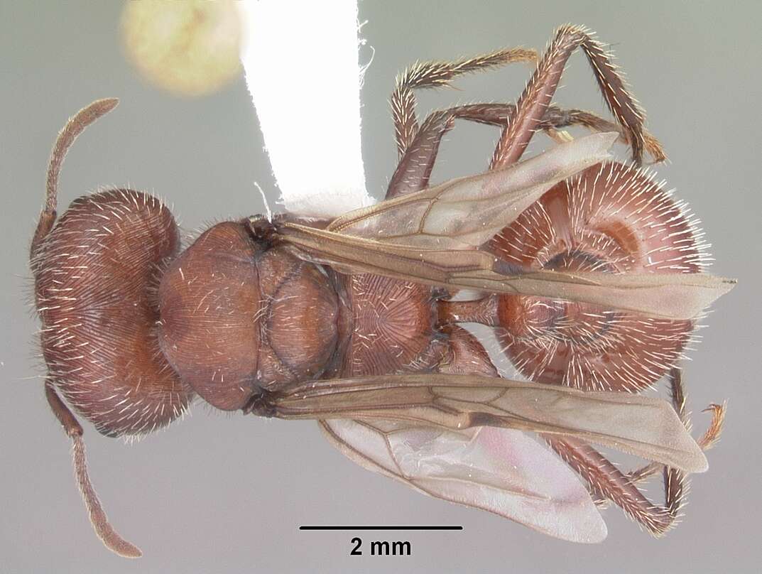 Image of Florida Harvester Ant