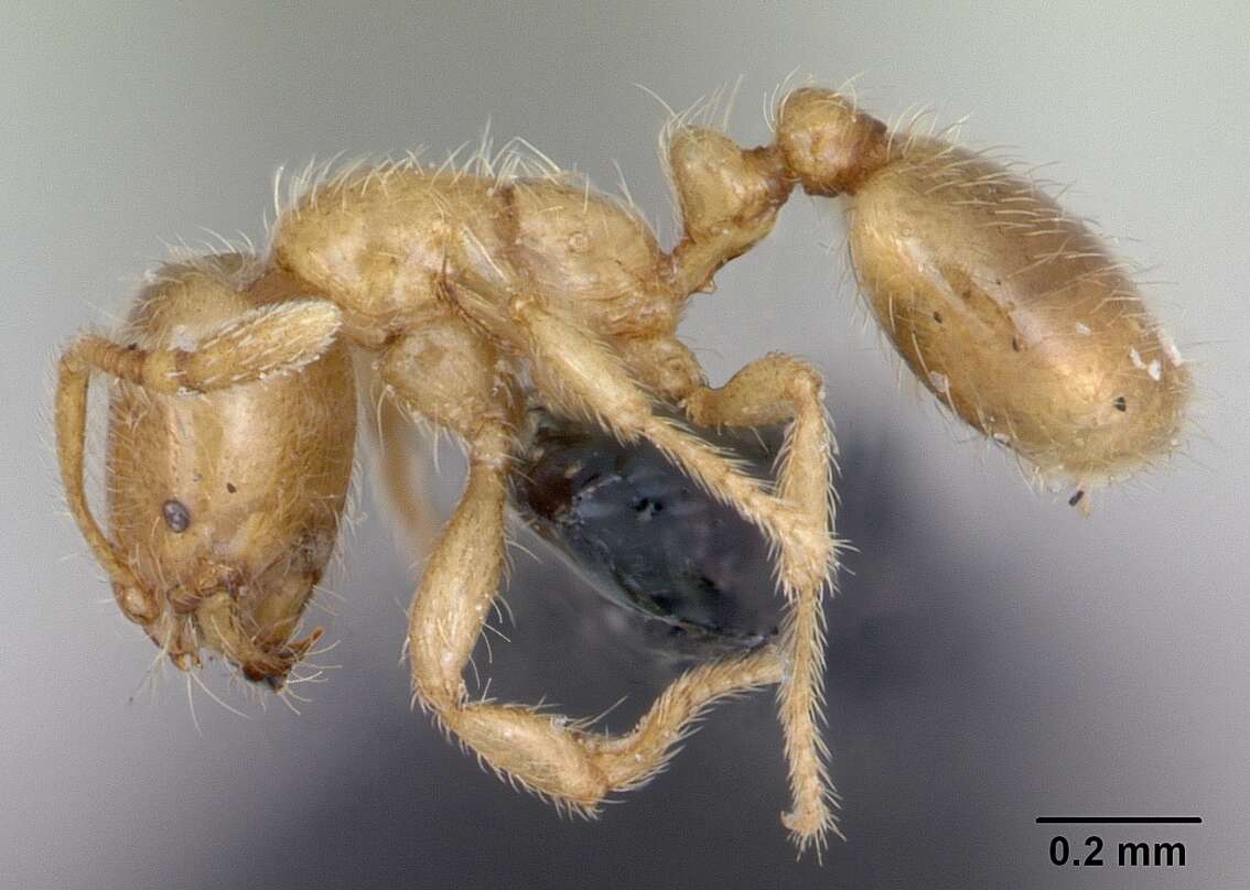 Image of European thief ant