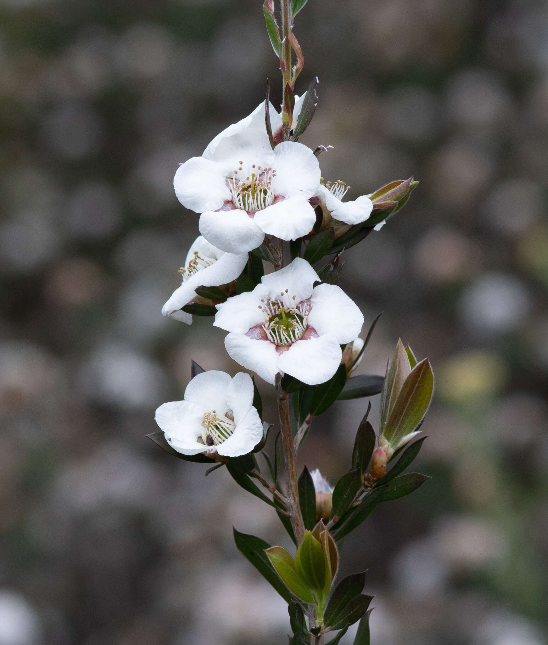 Sivun Leptospermum turbinatum J. Thompson kuva