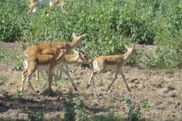 Image of Blackbuck