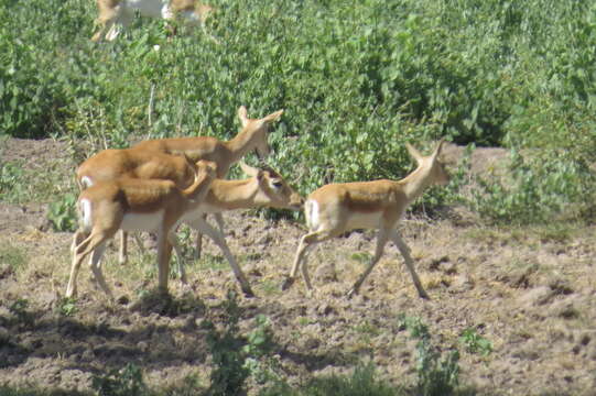 Image de Antilope Pallas 1766