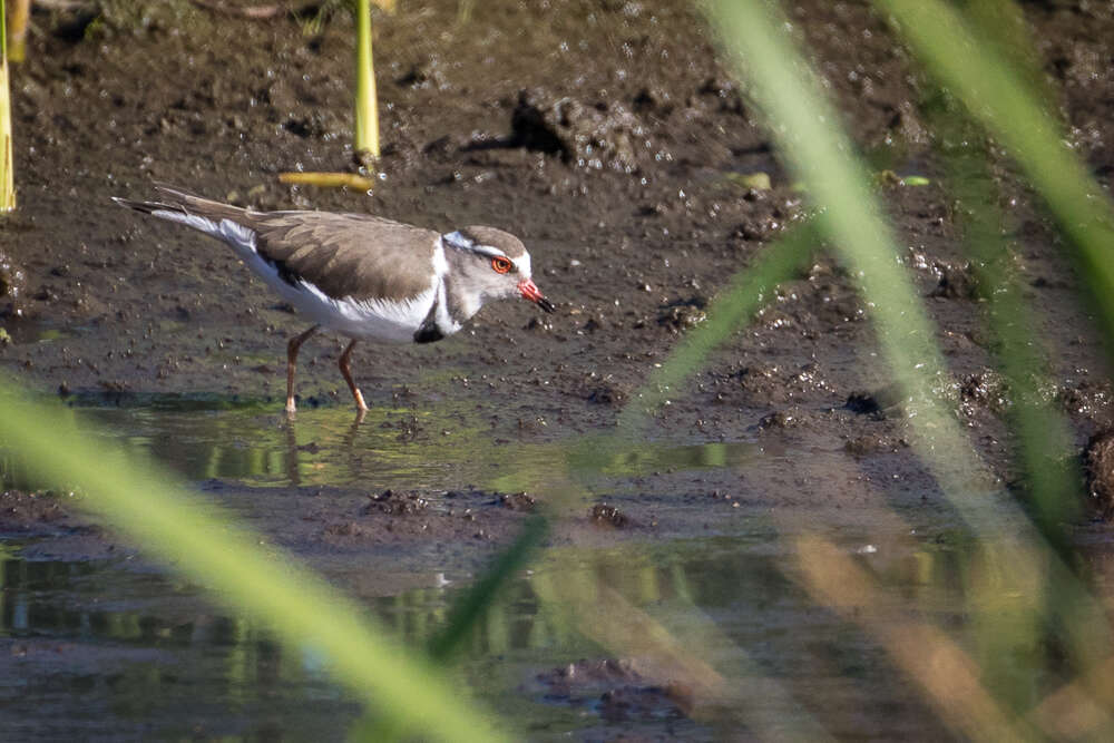 Слика од Charadrius tricollaris tricollaris Vieillot 1818