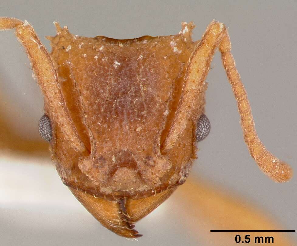 Image of Northern Fungus Farming Ant