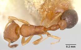 Image of Ant