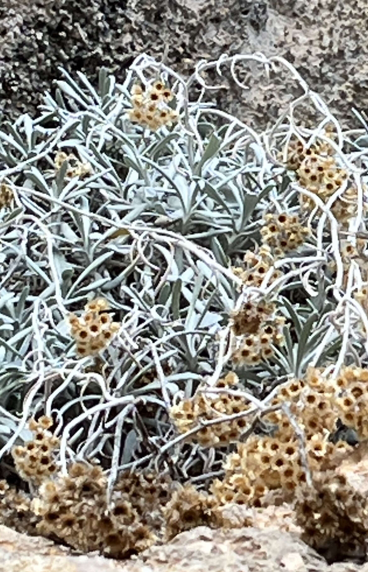 Image of Helichrysum crassifolium (L.) D. Don