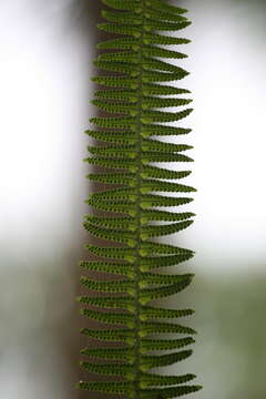 Image of annual swordfern