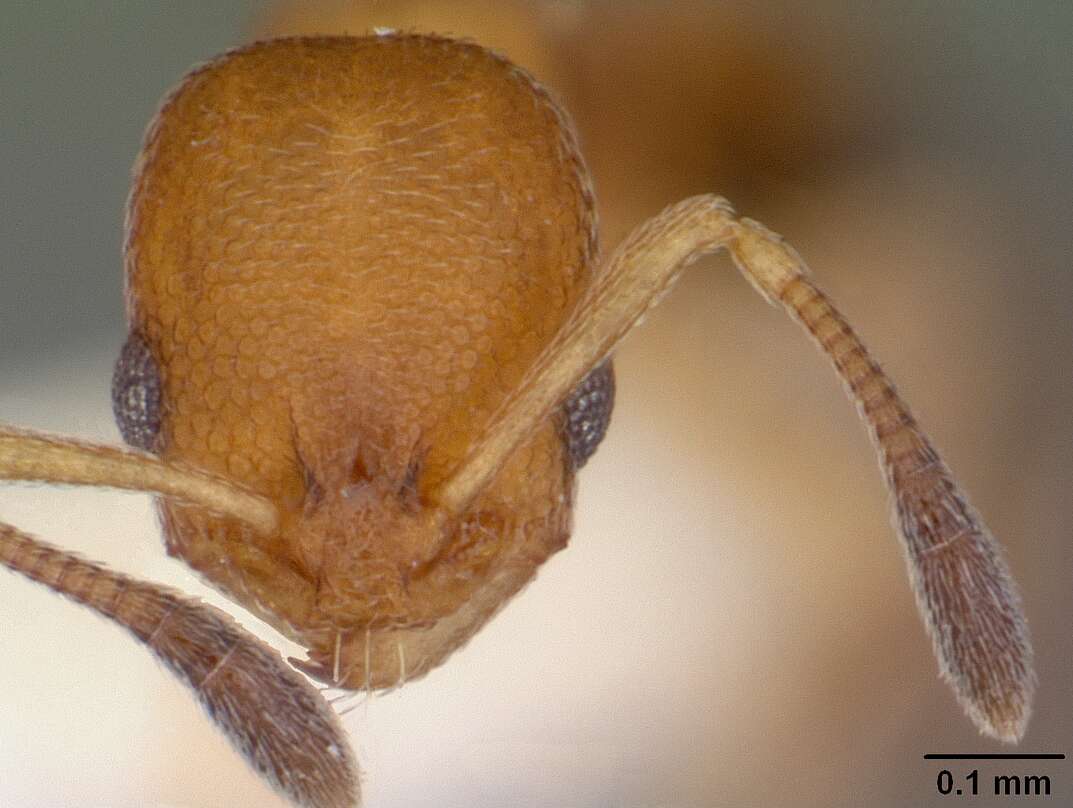 Image of Ant