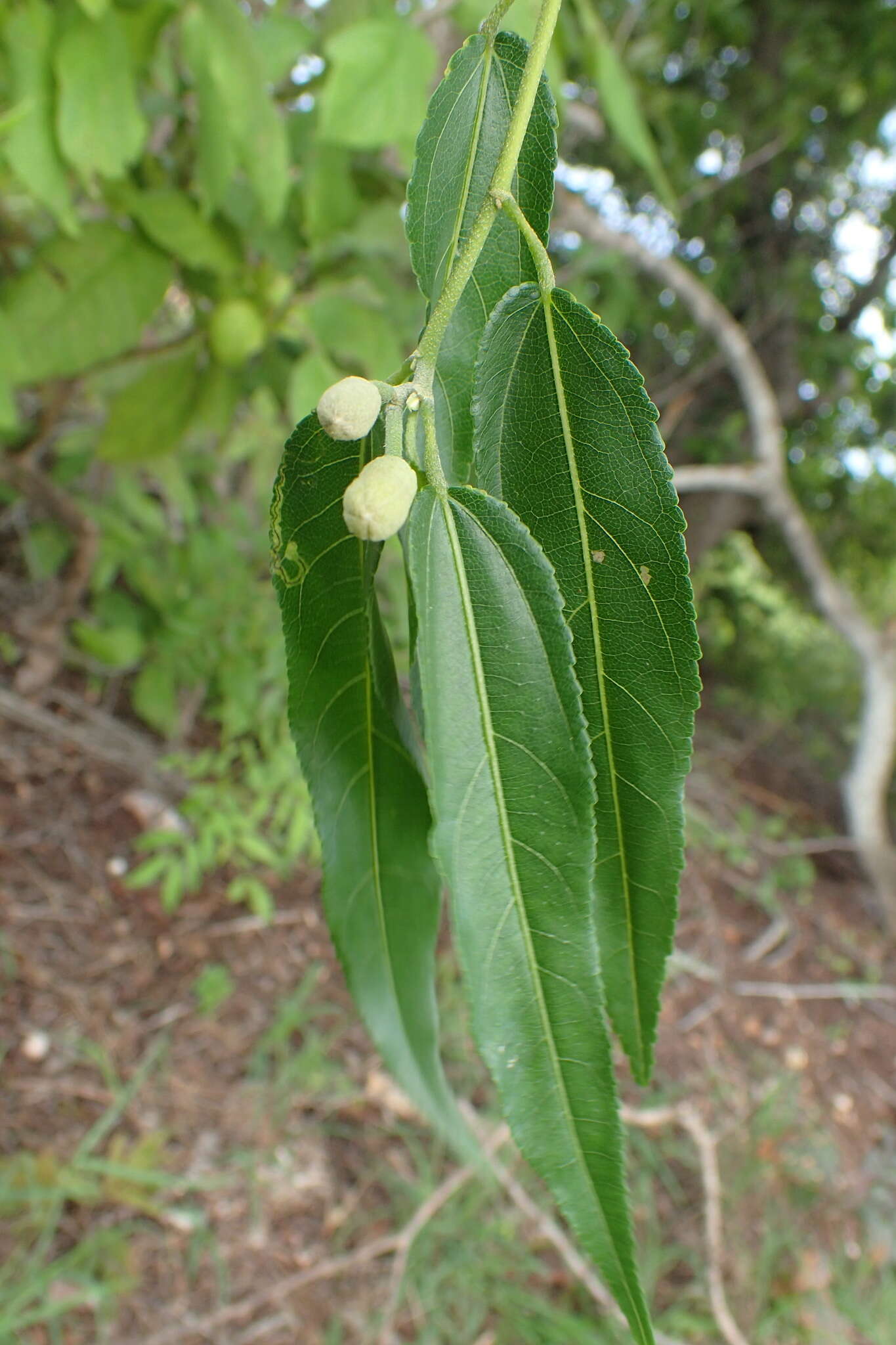 Image of Grewia subaequalis Baill.