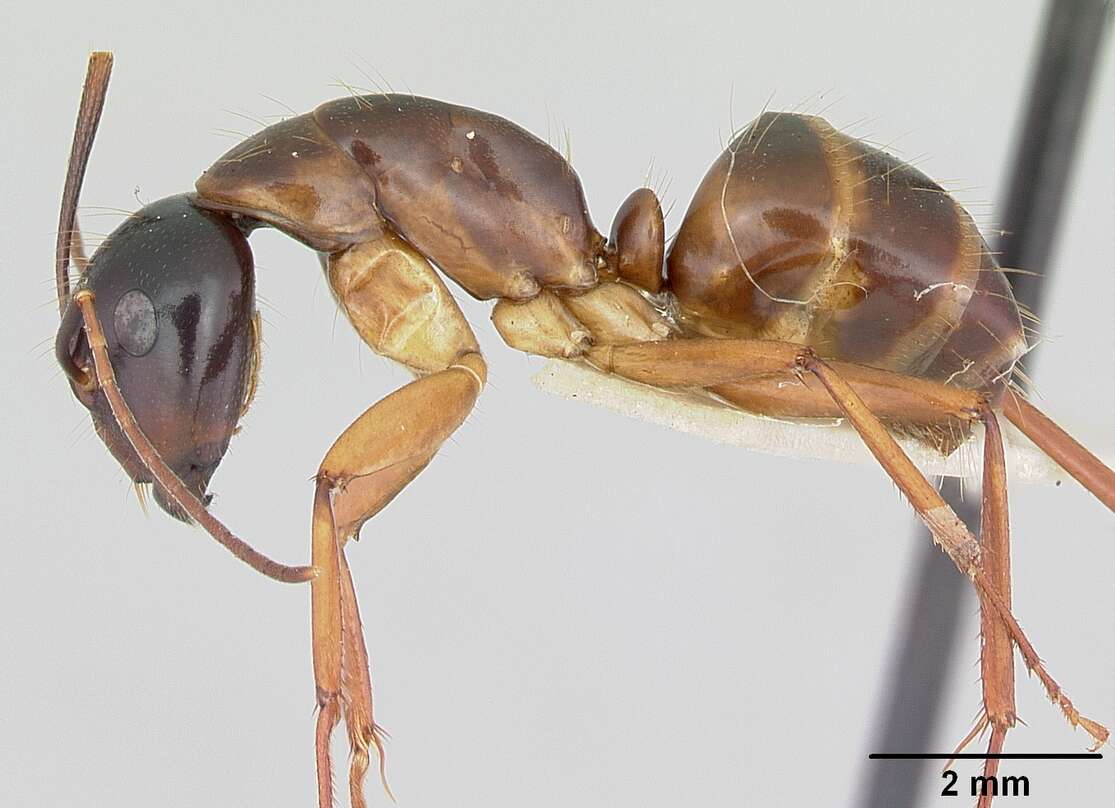 Imagem de Camponotus americanus Mayr 1862