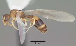 Image of Temnothorax curvispinosus