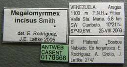 Image de Megalomyrmex incisus Smith 1947