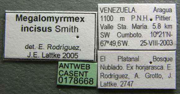 Image of Megalomyrmex incisus Smith 1947