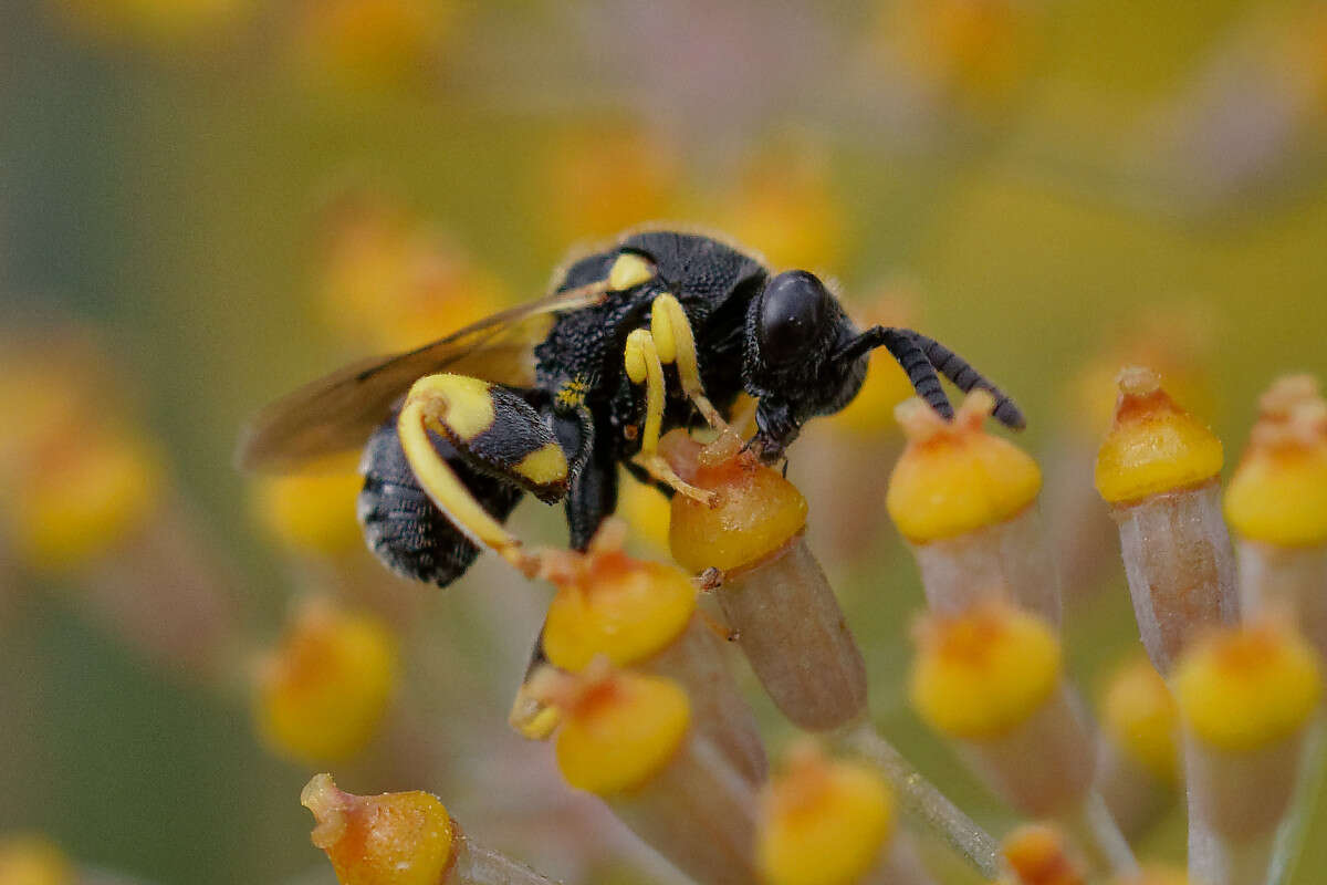 Image de Brachymeria femorata (Panzer 1801)