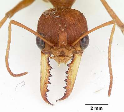 Image of Myrmecia gulosa (Fabricius 1775)