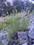 Image of Panamint rock goldenrod