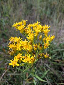 Image de Solidago vossii J. S. Pringle & Laureto