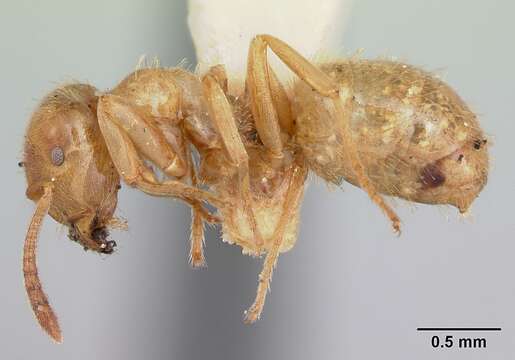 Imagem de Lasius plumopilosus