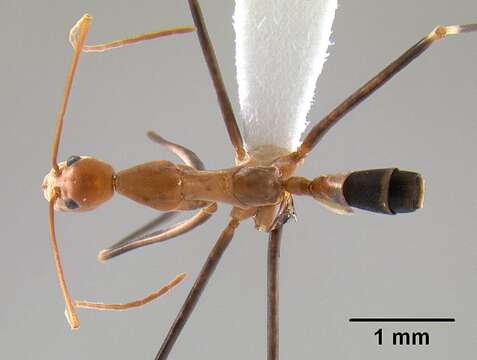 Image of Leptomyrmex darlingtoni Wheeler 1934