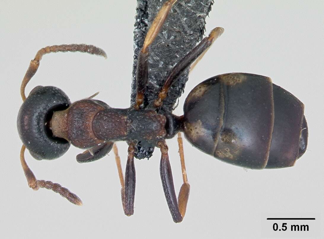 Image of Dolichoderus quadripunctatus (Linnaeus 1771)