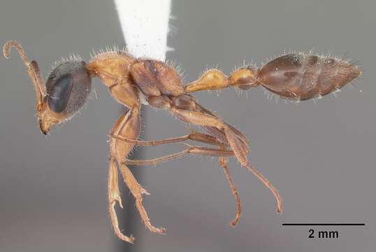 Sivun Pseudomyrmex gracilis (Fabricius 1804) kuva