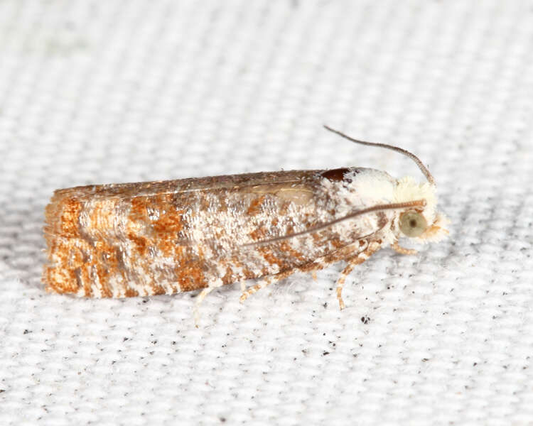 Image of Pitch Twig Moth