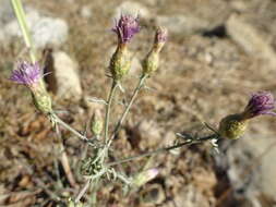 Слика од Centaurea paniculata L.