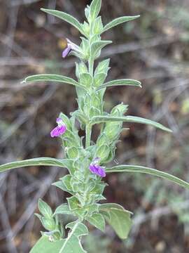 Image of Justicia monechmoides S. Moore