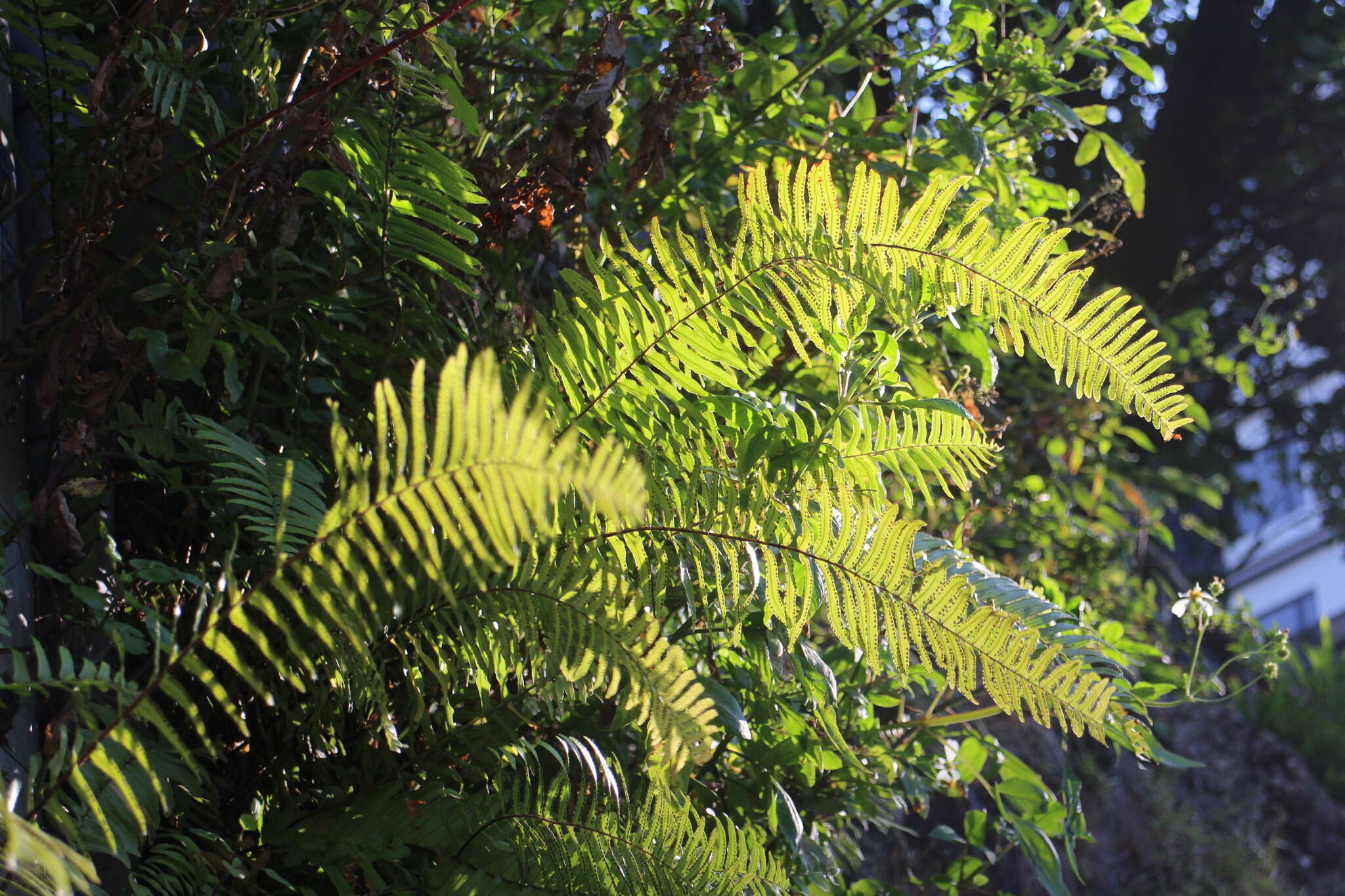 Слика од Nephrolepis copelandii W. H. Wagner