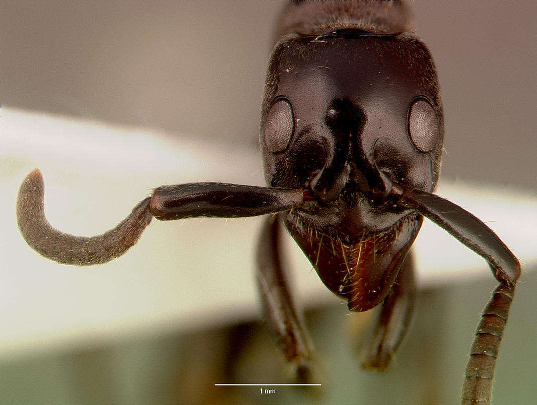 Image of Matabele ant