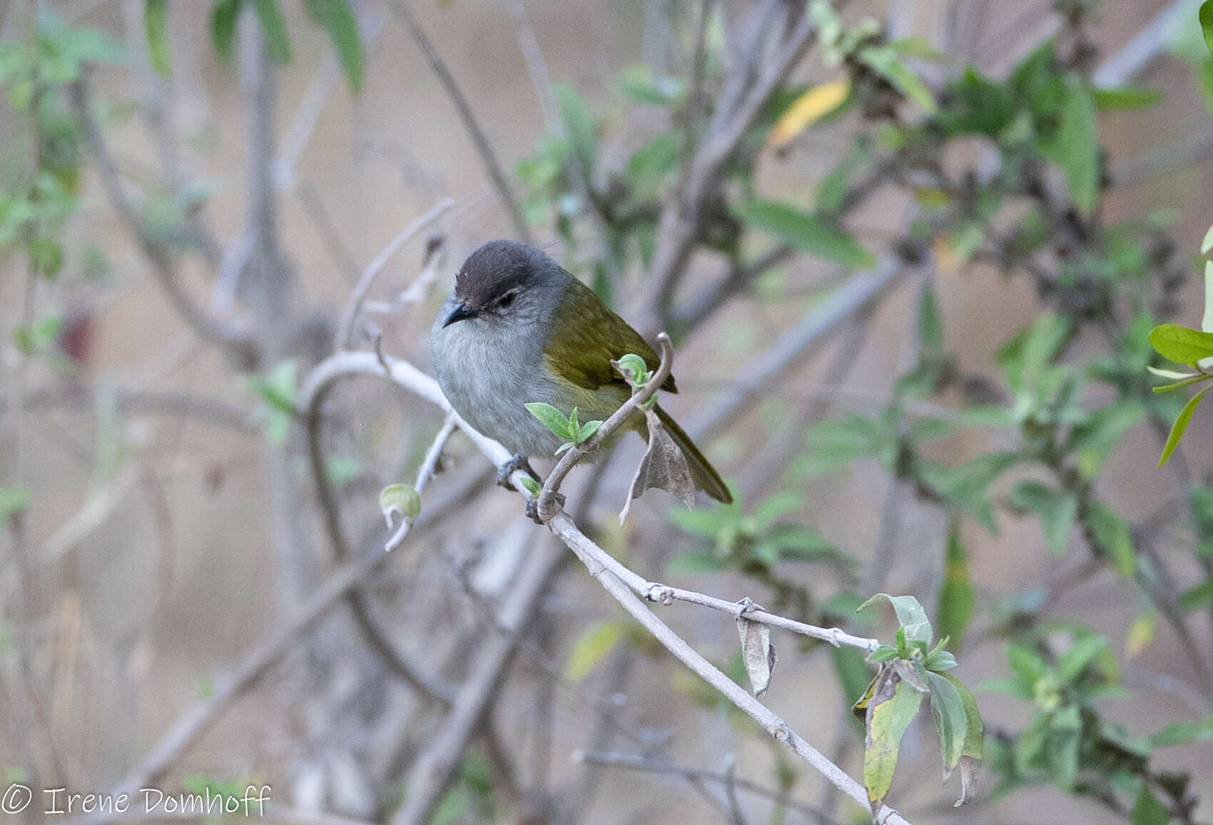 Image of Mountain Greenbul