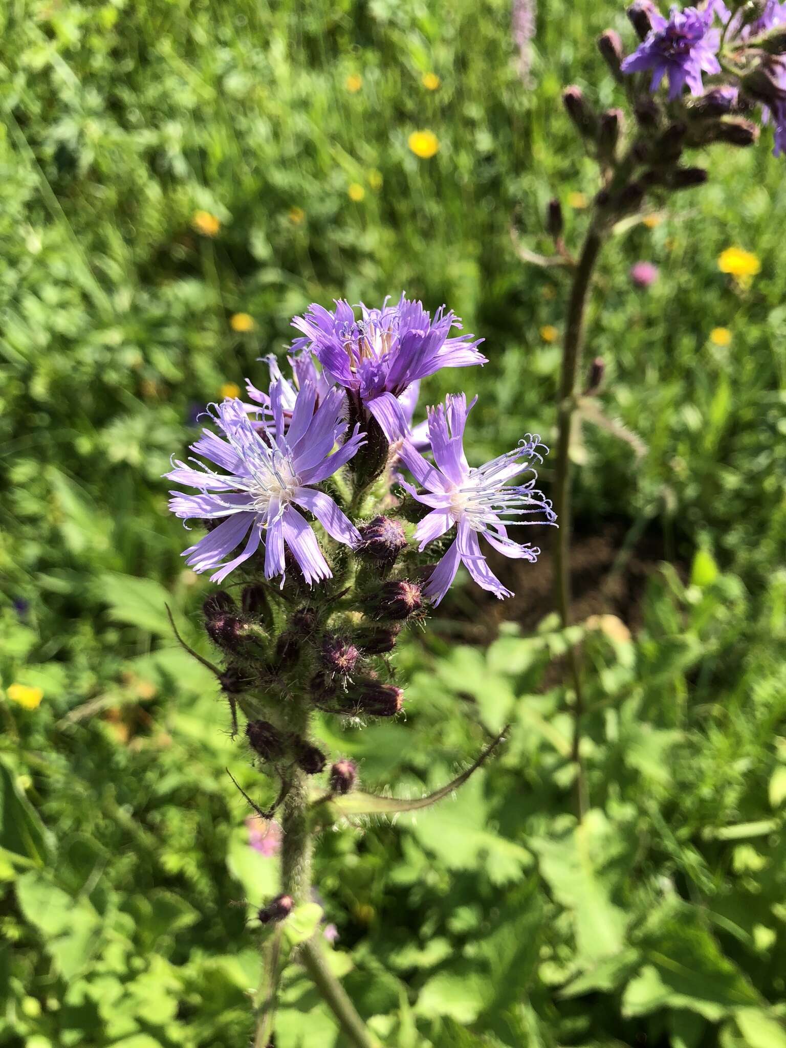 Image de Cicerbita alpina (L.) Wallr.