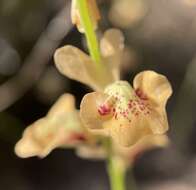 Sivun Utricularia fulva F. Muell. kuva