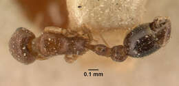 Image of Ant