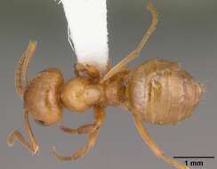 Image de Lasius interjectus