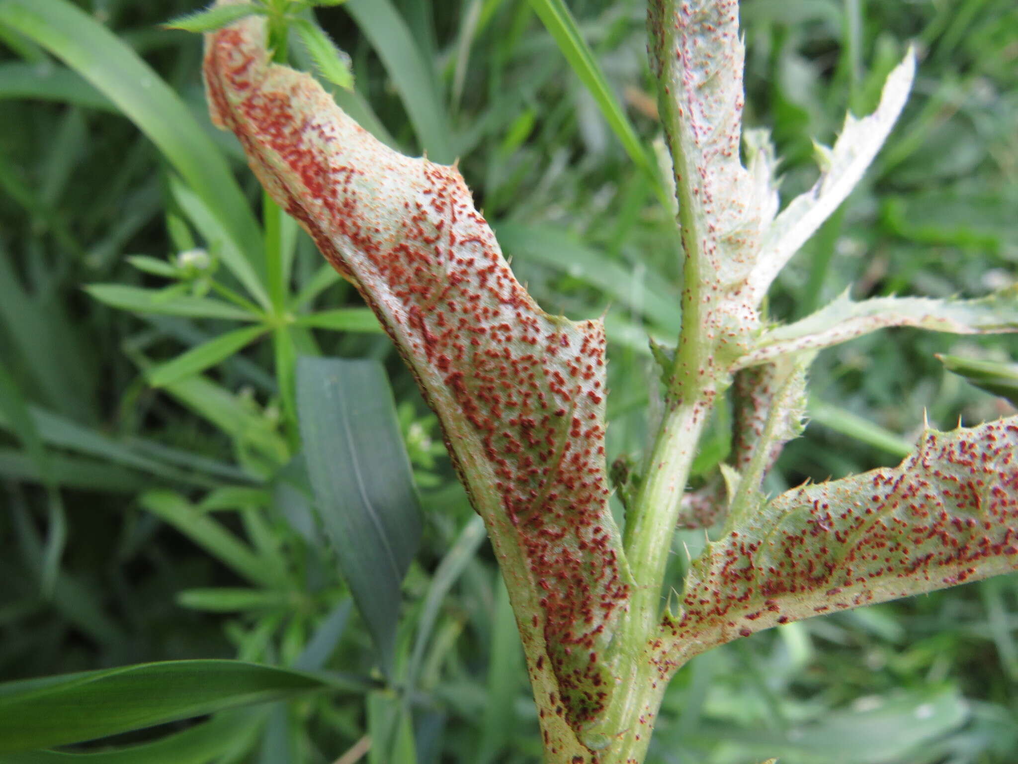 Imagem de Puccinia punctiformis (F. Strauss) Röhl. 1813